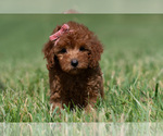 Small #6 Maltipoo (Miniature)