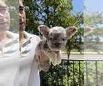 Image preview for Ad Listing. Nickname: Litter of 4