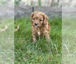 Small Photo #9 Cavapoo Puppy For Sale in GREENVILLE, MO, USA