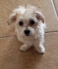 Morkie Puppy for sale in ORLANDO, FL, USA
