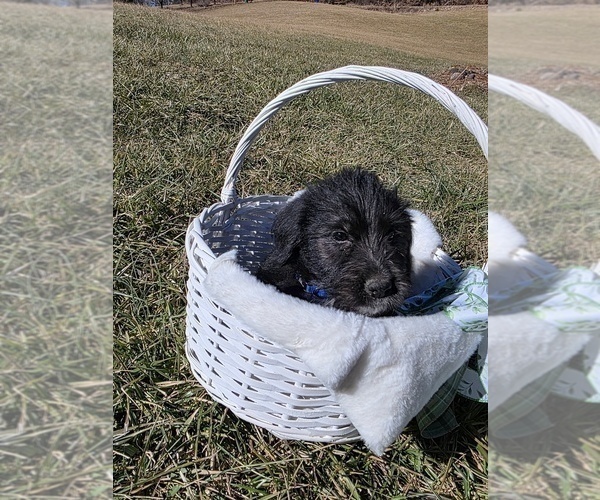 Medium Photo #2 Anatolian Shepherd-Sheepadoodle Mix Puppy For Sale in ALEXANDER, NC, USA