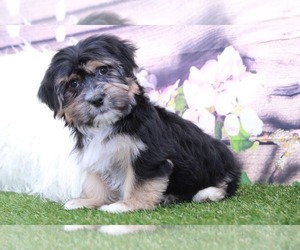 Zuchon Puppy for sale in MARIETTA, GA, USA
