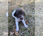 Puppy 5 German Shorthaired Pointer