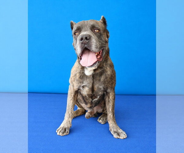 Medium Photo #2 Mutt Puppy For Sale in Pasadena, CA, USA