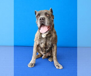 FEZZIK - Male Mutt Dog for Adoption - Photo #2