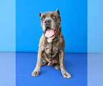 Small Photo #2 Mutt Puppy For Sale in Pasadena, CA, USA