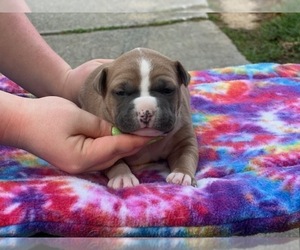 American Staffordshire Terrier Puppy for sale in Lilburn, GA, USA