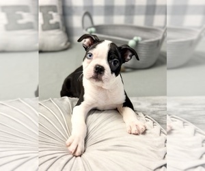 Boston Terrier Puppy for sale in MARIETTA, GA, USA