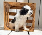 Small #1 Poodle (Miniature)