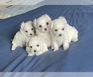 Maltese Puppy for sale in SYLVA, NC, USA