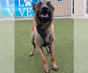 Mutt Dogs for adoption in Salinas, CA, USA