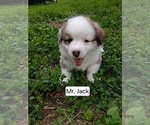 Puppy Jack  Black Co Pembroke Welsh Corgi