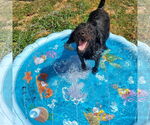 Small #1 Labrador Retriever Mix