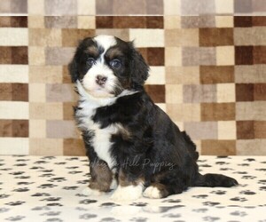 Bernedoodle (Miniature) Puppy for sale in DENVER, PA, USA