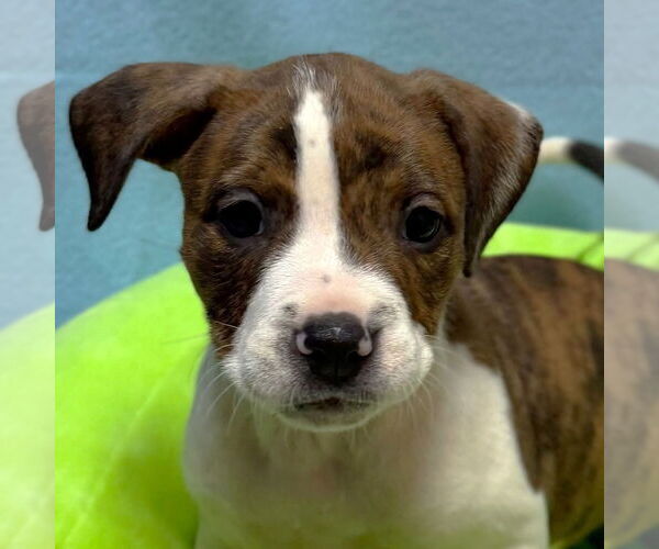 Medium Photo #1 Mutt Puppy For Sale in Jefferson, WI, USA