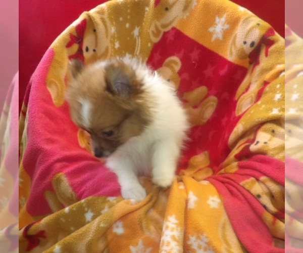 Medium Photo #4 Pomeranian Puppy For Sale in PATERSON, NJ, USA