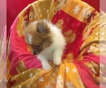 Small #3 Pomeranian