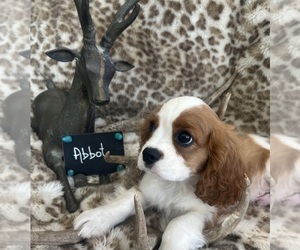 Cavalier King Charles Spaniel Puppy for Sale in ABILENE, Texas USA