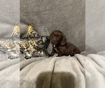 Small #2 Dachshund