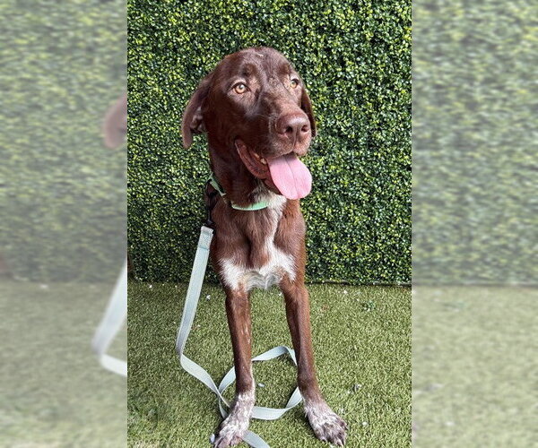 Medium Photo #1 Pointer-Unknown Mix Puppy For Sale in Naples, FL, USA
