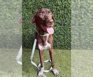 Pointer-Unknown Mix Dogs for adoption in Naples, FL, USA