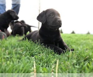 Labrador Retriever Puppy for sale in RANTOUL, IL, USA