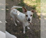 Small #3 Italian Greyhuahua