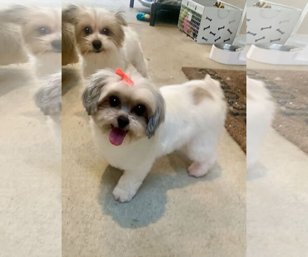 Medium Photo #5 Shih Tzu-Unknown Mix Puppy For Sale in Santa Clarita, CA, USA
