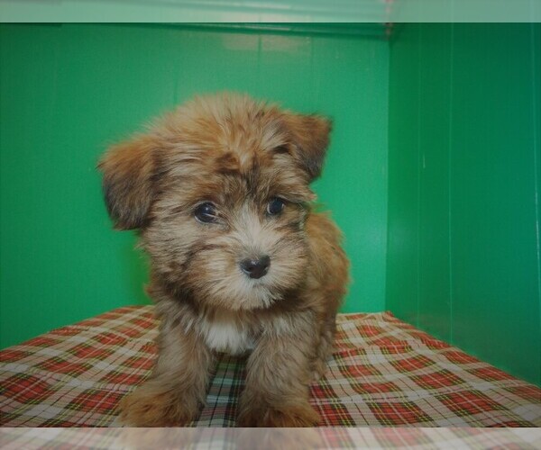 Medium Photo #4 Shorkie Tzu Puppy For Sale in PATERSON, NJ, USA