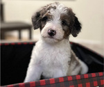 Puppy Woody Bernedoodle