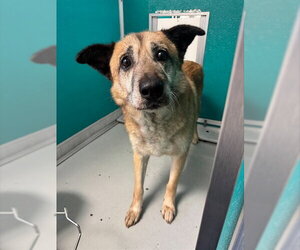 Chow Chow-Unknown Mix Dogs for adoption in Oklahoma City, OK, USA