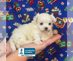 Maltese Puppy for sale in WINNSBORO, LA, USA