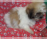 Small #1 Zuchon