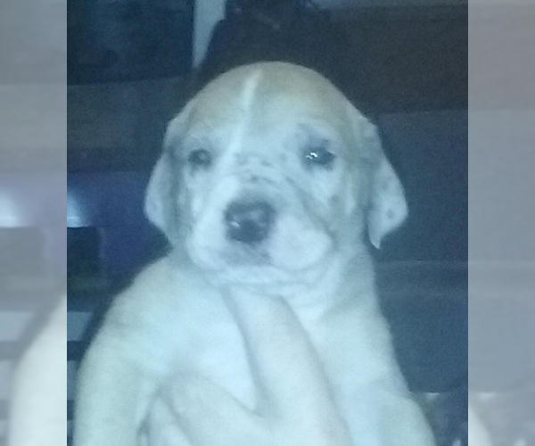 Medium Photo #45 Great Dane Puppy For Sale in HOWARD CITY, MI, USA