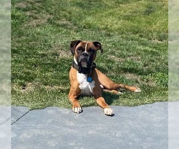 Medium Photo #3 Boxer Puppy For Sale in Burnsville, MN, USA