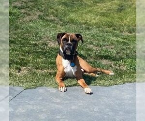 Tyson - ADOPTION PENDING!! - Male Boxer Dog for Adoption - Photo #3