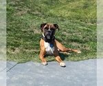 Small #2 Boxer