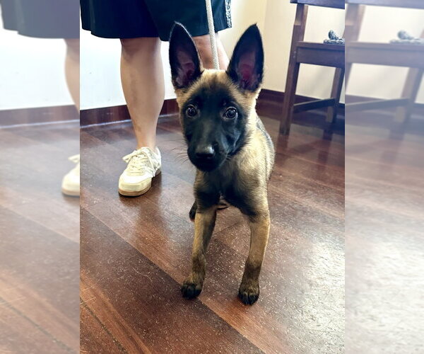 Medium Photo #2 Mutt Puppy For Sale in Imlay City, MI, USA
