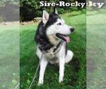 Small Photo #1 Siberian Husky Puppy For Sale in SPRINGFIELD, MA, USA
