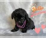 Small Photo #3 Maltese-Maltipoo Mix Puppy For Sale in SAN FRANCISCO, CA, USA