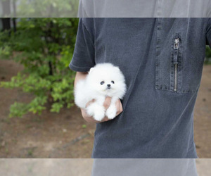 Pomeranian Puppy for sale in ASTORIA, NY, USA
