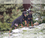 Small Photo #19 Doberman Pinscher Puppy For Sale in Moscow, Moscow, Russia
