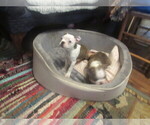 Small #12 Boston Terrier