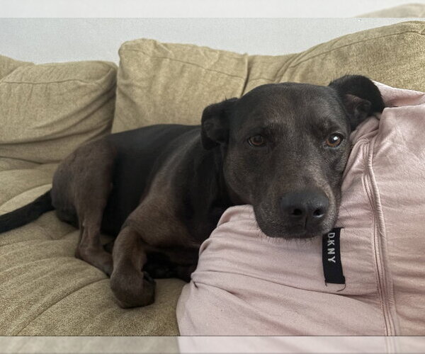 Medium Photo #1 Catahoula Leopard Dog-Labrador Retriever Mix Puppy For Sale in San Diego, CA, USA