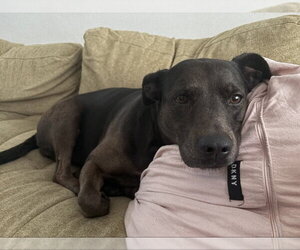 Catahoula Leopard Dog-Labrador Retriever Mix Dogs for adoption in San Diego, CA, USA