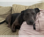 Kima - Female Catahoula Leopard Dog-Labrador Retriever Mix Dog for Adoption - Small photo