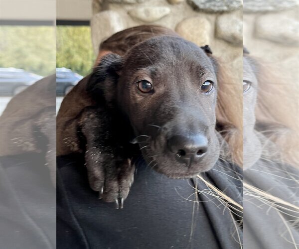 Medium Photo #15 Chinese Shar-Pei-Labrador Retriever Mix Puppy For Sale in Dana Point, CA, USA