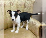 Small #4 Australian Kelpie Mix