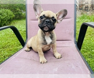 Medium French Bulldog