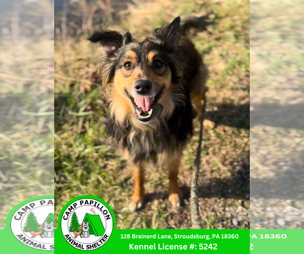 Medium Photo #1 Border Collie-Unknown Mix Puppy For Sale in Stroudsburg, PA, USA